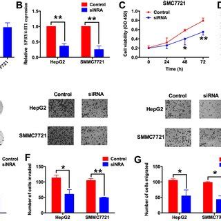 Knock Down Of Err Suppresses Cell Proliferation Colony Formation