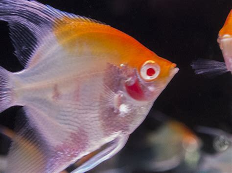 Ange Albinos Red Head Discus Rive Sud Poissons Exotiques