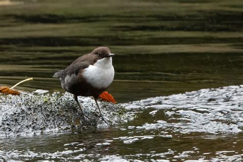 Birds freshwater - GEC.photography