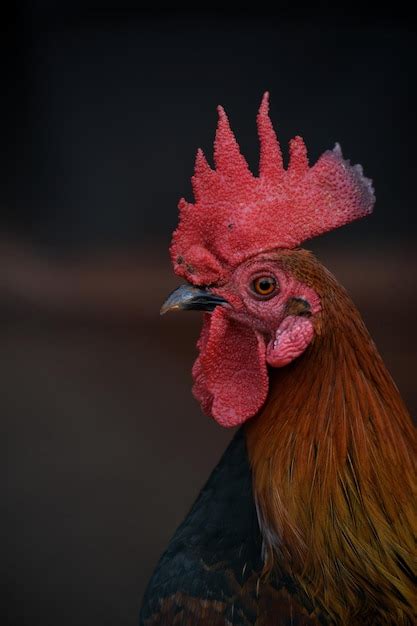 Premium Photo Rooster Side Face