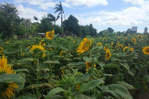 58 Terpopuler Taman Bunga Matahari Tangerang Taman Bunga