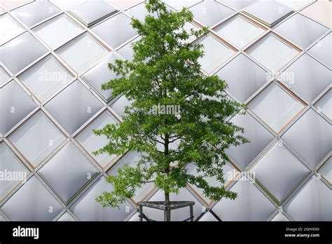 Shot Of A Swamp Laurel Oak Quercus Laurifolia In The Center Isolated