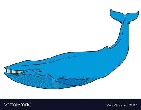 Blue whale Royalty Free Vector Image - VectorStock