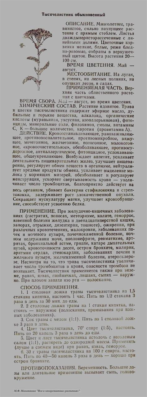 Тысячелистник обыкновенный