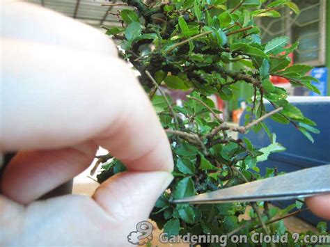 Pruning Defoliating Happy Bonsai Blog