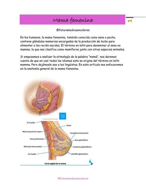 Anatomia De La Mama Femenina Futuramedica Encolores UDocz