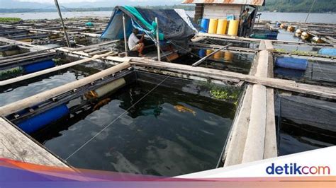 Warga Halut Sukses Budi Daya Ikan Tawar Di Danau Galela Cuan Puluhan Juta