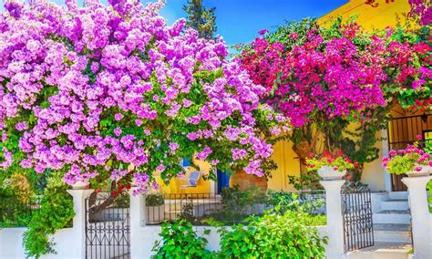 Cultivo de buganvilla consejos prácticos para un jardín lleno de color