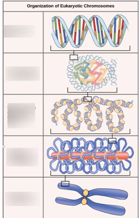 Organization Of Eukaryotic Chromosomes Diagram Quizlet