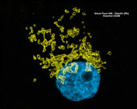 Zeiss Microscopy Online Campus Fluorescence Image Gallery Adherent