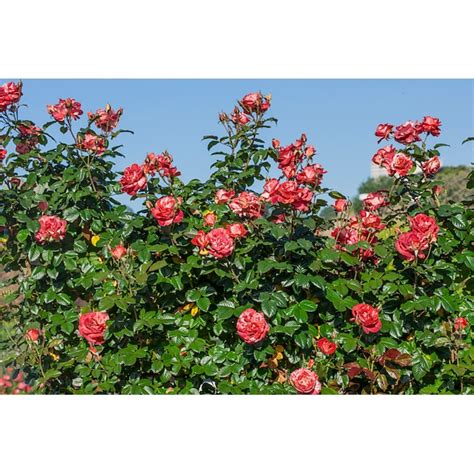 Spring Hill Nurseries Orange Flowering Tropical Lightning Climbing Rose