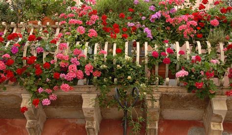 Comment avoir de beaux géraniums de balcon Jardiland