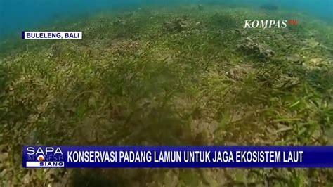 Upaya Konservasi Ekosistem Padang Lamun di Pantai Penimbangan Buleleng ...