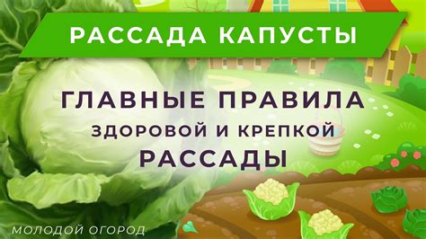 Сеем капусту на рассаду. Брокколи, цветная капуста, белокочанная ...