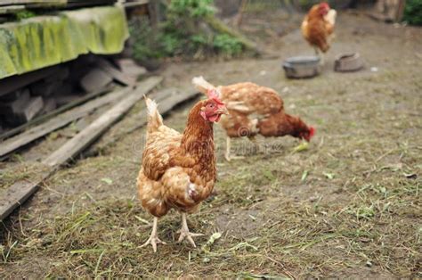 Brown Hens Stock Image Image Of Breeding Countryside 27289499