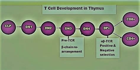 T Cell Development And Maturation In The Thymus Simplified The Immune