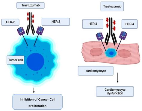 Mode Of Action Of Trastuzumab And Its Cardiotoxicity Induction