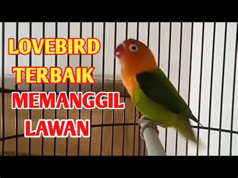 Pancingan Lovebird Terbaik Manggil Lawan Lovebird Anda Pasti Cepat