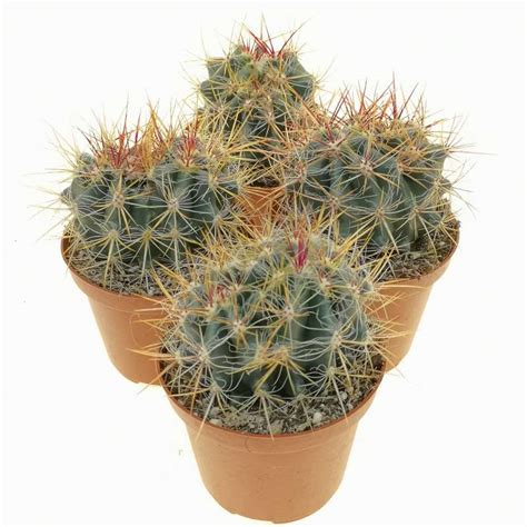 Ferocactus Stainesii Var Pilosus F Dicotomica 10 Cm Cactaceae