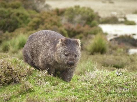 Wombat Tasmania 1 Photograph By Teresa A And Preston S Cole