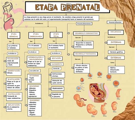 Etapa Prenatal Carolina Aguilar Udocz