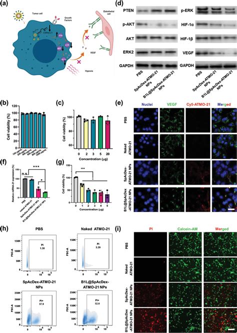 Evaluation Of The Capability Of B L Spacdexatmo Nps To Inhibit