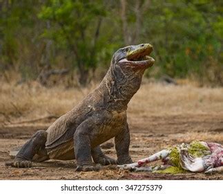 Komodo Dragon Eat Their Prey Indonesia Stock Photo 347275379 | Shutterstock