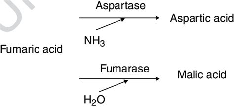 3 Fumaric Acid Metabolism Download Scientific Diagram