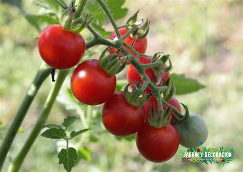 Tomates C Mo Cultivarlos En Casa Gu A Completa