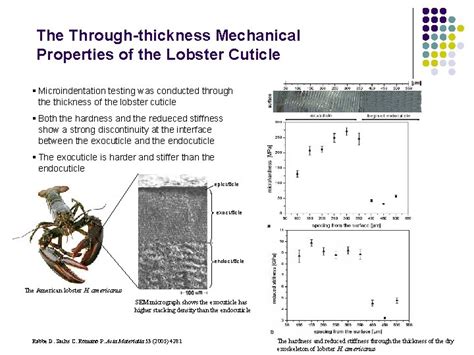 Literature Review Chitin And Chitosan From Nature To