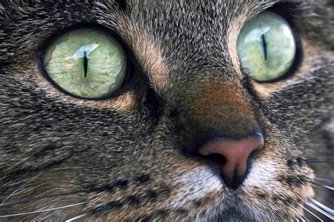 Science Explains: Why Cat's Have Vertical Pupils - The Catington Post | Cats eye gem, Cats, Cat ...