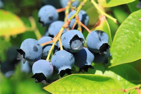 Blueberry Varieties - Learn About The Different Types Of Blueberry ...