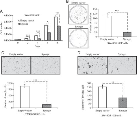 Knockdown Of Mir 155 Suppresses Cell Growth Colony Formation Motility