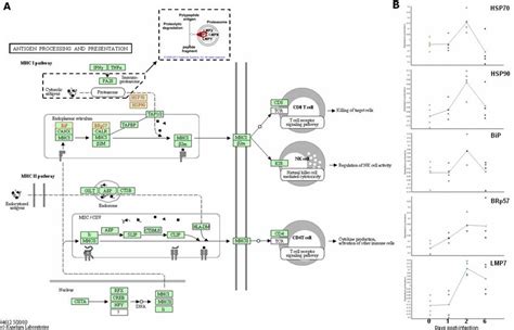 -Antigen processing and presentation pathway. Differently abundant... | Download Scientific Diagram