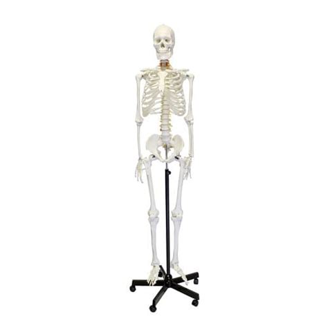 Buy Monmed Medical Skeleton Model Life Size In Human Skeleton