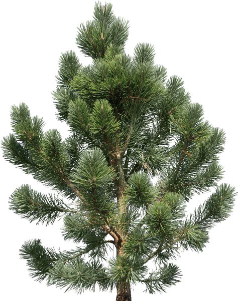 Fir Nature Png Image Purepng Free Transparent Cc0 Png Image Library Images