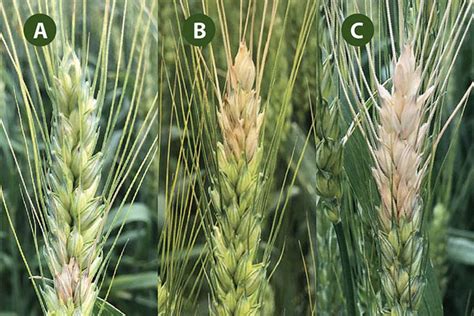 Control Of Fusarium Head Blight Or Scab In Wheat MU Extension