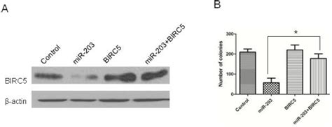 Over Expression Of Birc Could Significantly Attenuate The Effect Of