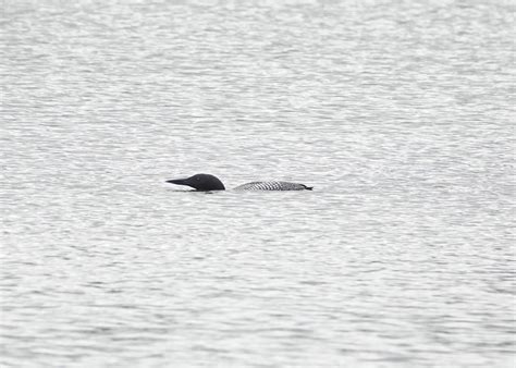 Common Loon...hiding? | BirdForum