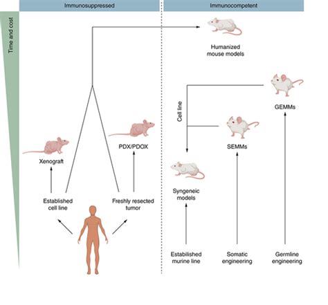 Full Article Drug Discovery Oncology In A Mouse Concepts Models And