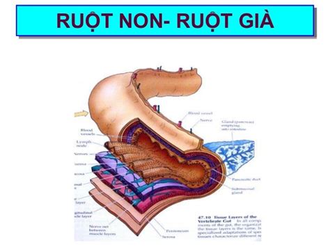 RuỘt Non RuỘt GiÀ