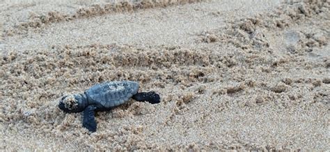 Il Miracolo Si Ripetuto Sono Nate Le Tartarughine Caretta Caretta