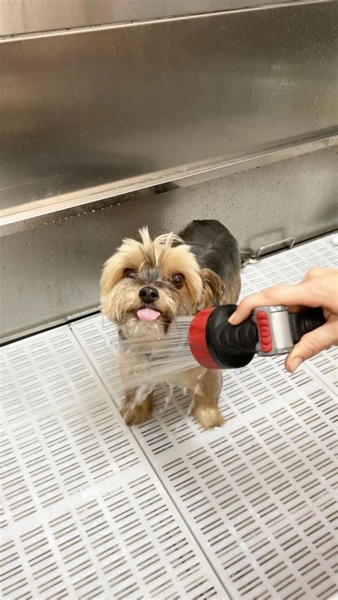 Yorkie dog grooming – Artofit