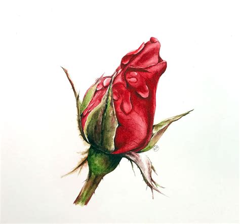 Watercolor Painting Beautiful Rose Drawing Color : Another gorgeous ...