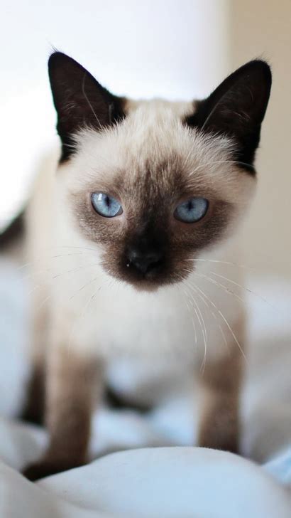 Siamese Munchkin Cat - 15 Facts About Munchkin Cat Breed Information ...