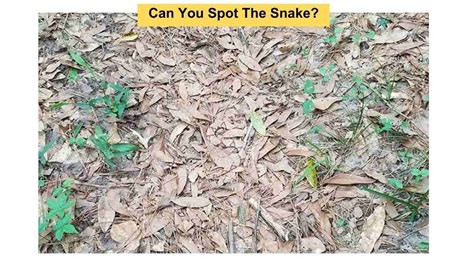 You Have Vision If You Can Spot The Snake In This Illusion Within