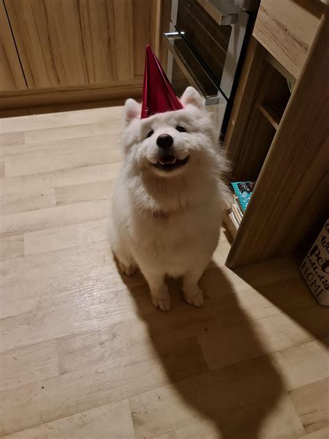 Meet My Sammy Mila Rsamoyeds