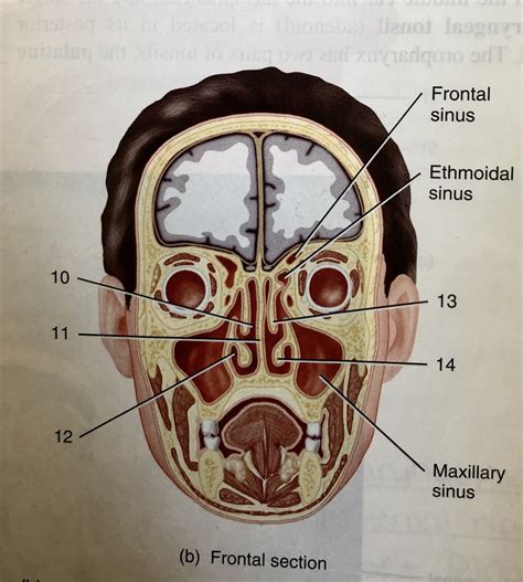 Nasal Structures Within Nasal Cavity Frontal Section Diagram Quizlet