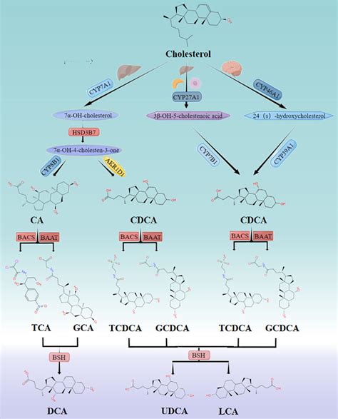 Figure 1 from Bile acid signalling and its role in anxiety disorders | Semantic Scholar