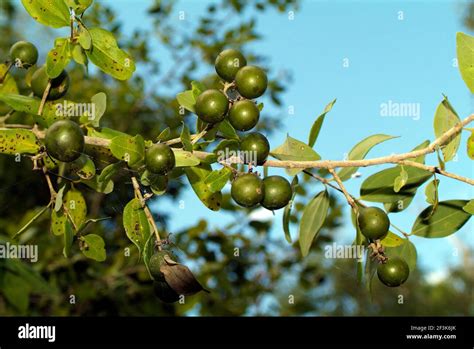 Australia Strychnine Tree Aka Poison Nut Stock Photo Alamy